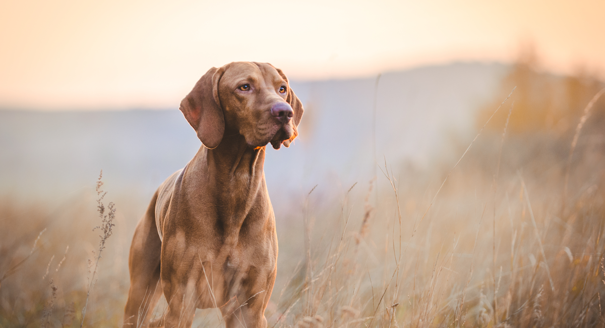 Brown dog in grassy field