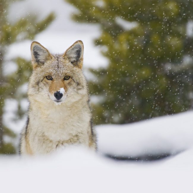 A Coyote staring ahead in a snowy forest