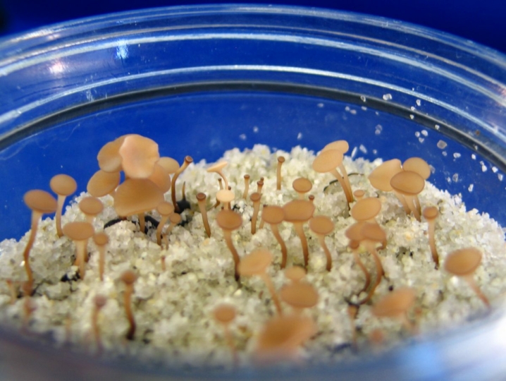 Fungal inoculum growing in a test jar