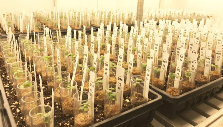 A room with test jars full of plants