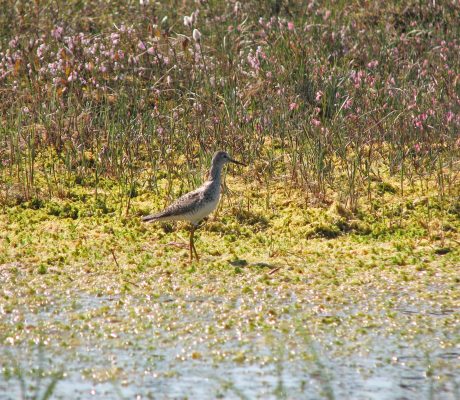 A bird walking in a pond