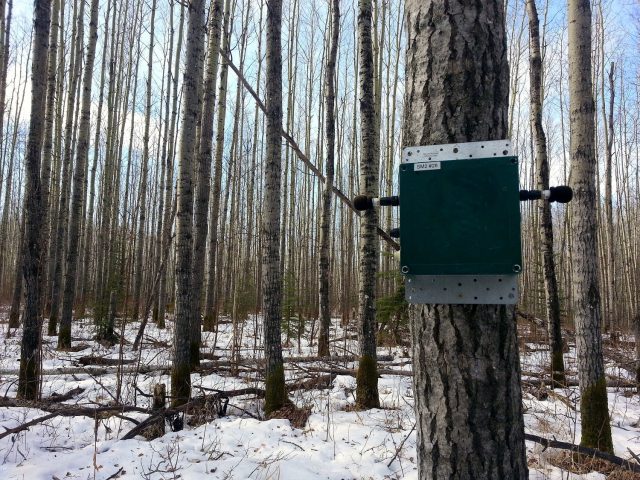 Remote wildlife camera trap placed on a tree