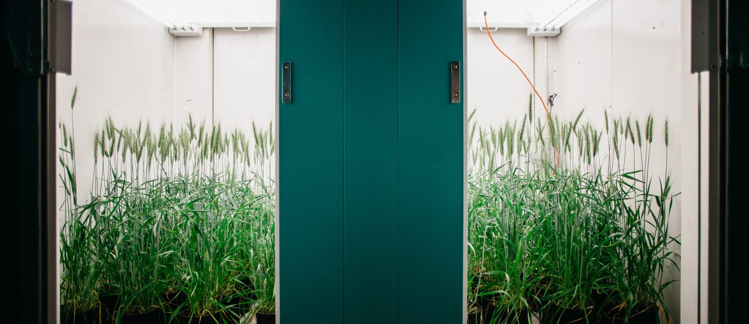 Plants inside a glass-door cabinet with electric lighting