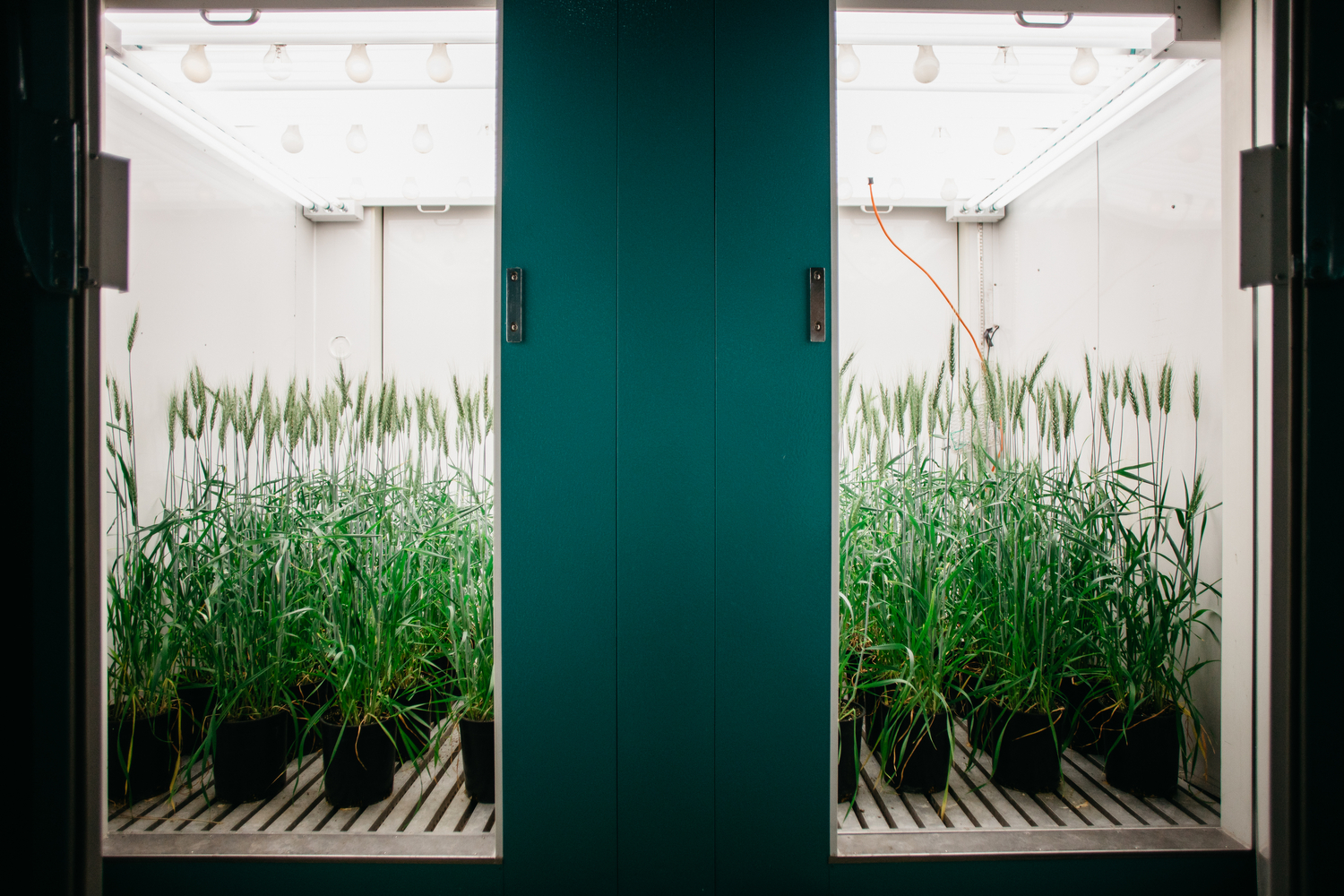 Greenhouses & Growth Chambers InnoTech Alberta