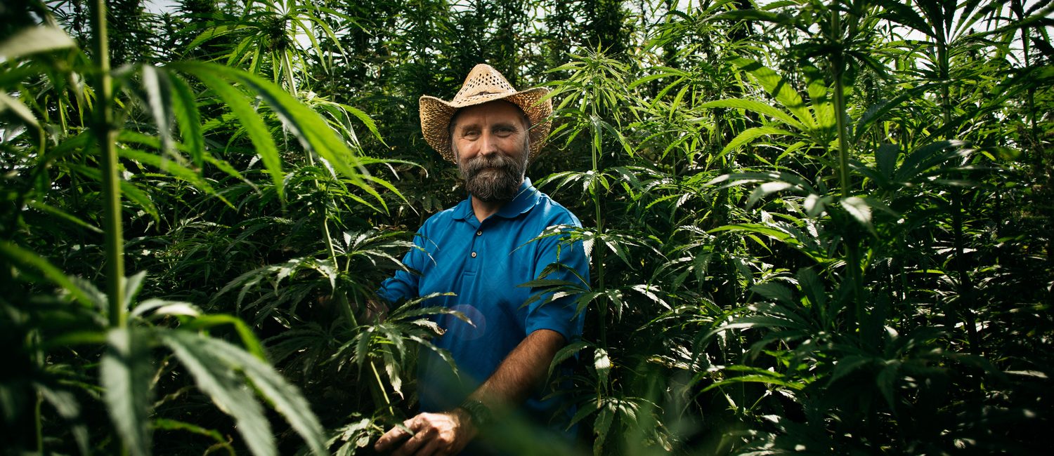 Man in straw hat surrounded by stalks of hemp
