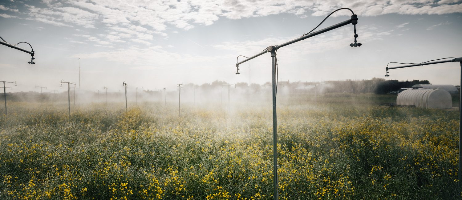 Field of yellow flowers being sprayed with water