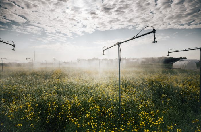 Field of yellow flowers being sprayed with water