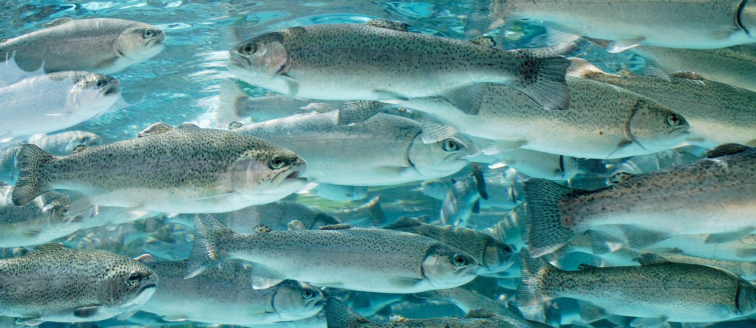 A school of trout
